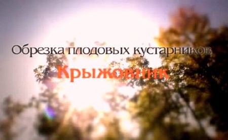 Как правильно обрезать куст крыжовника (2011) DVDRip